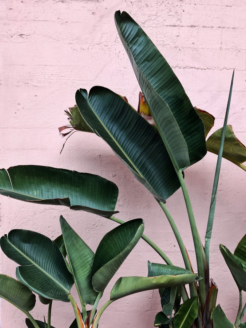 Most Instagram Worthy Spots in San Diego Travel Guide _ La Valencia Hotel