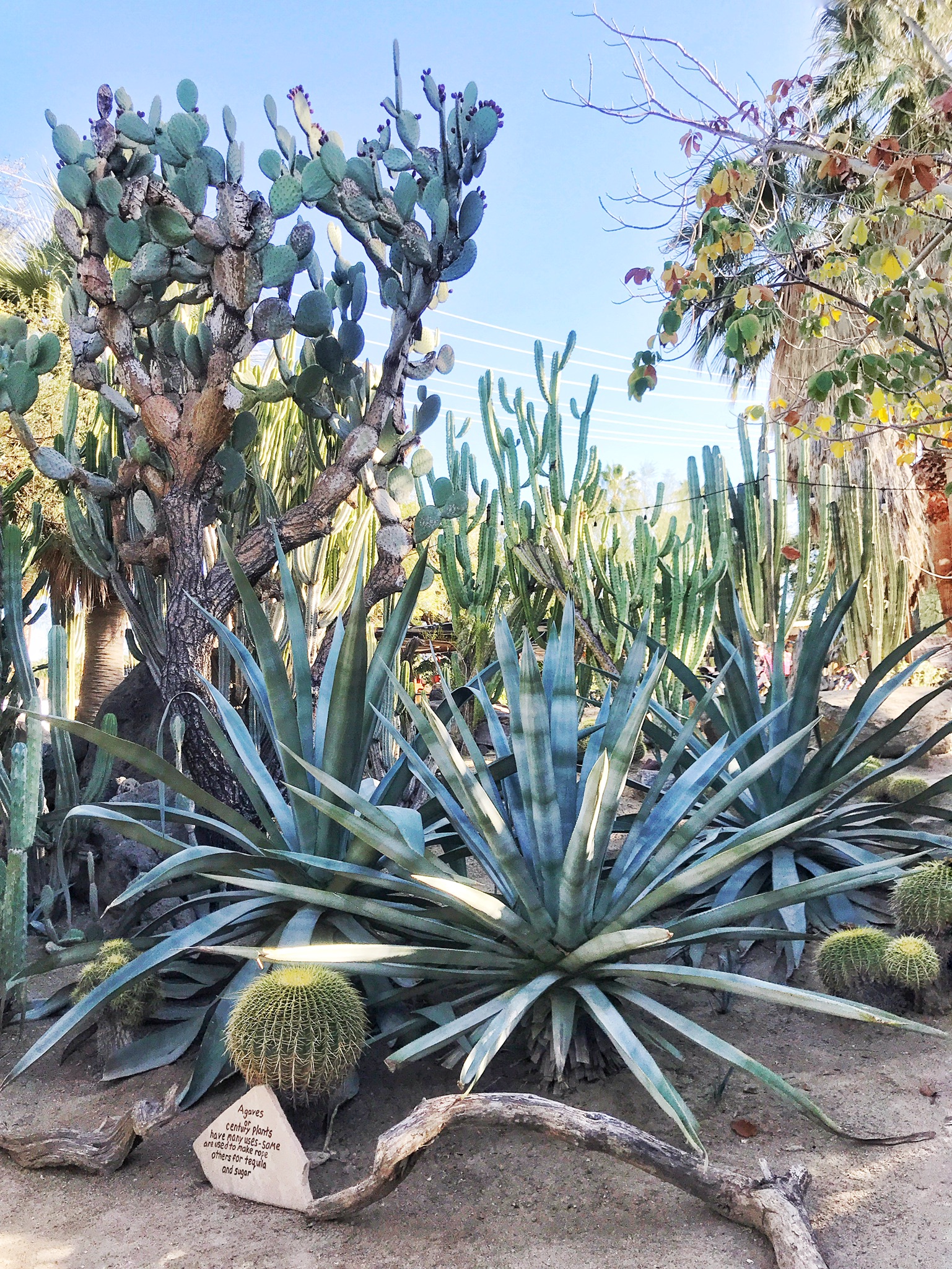 Most Instagram-Worthy Spots in Palm Springs Guide | Moorten Botanical Garden