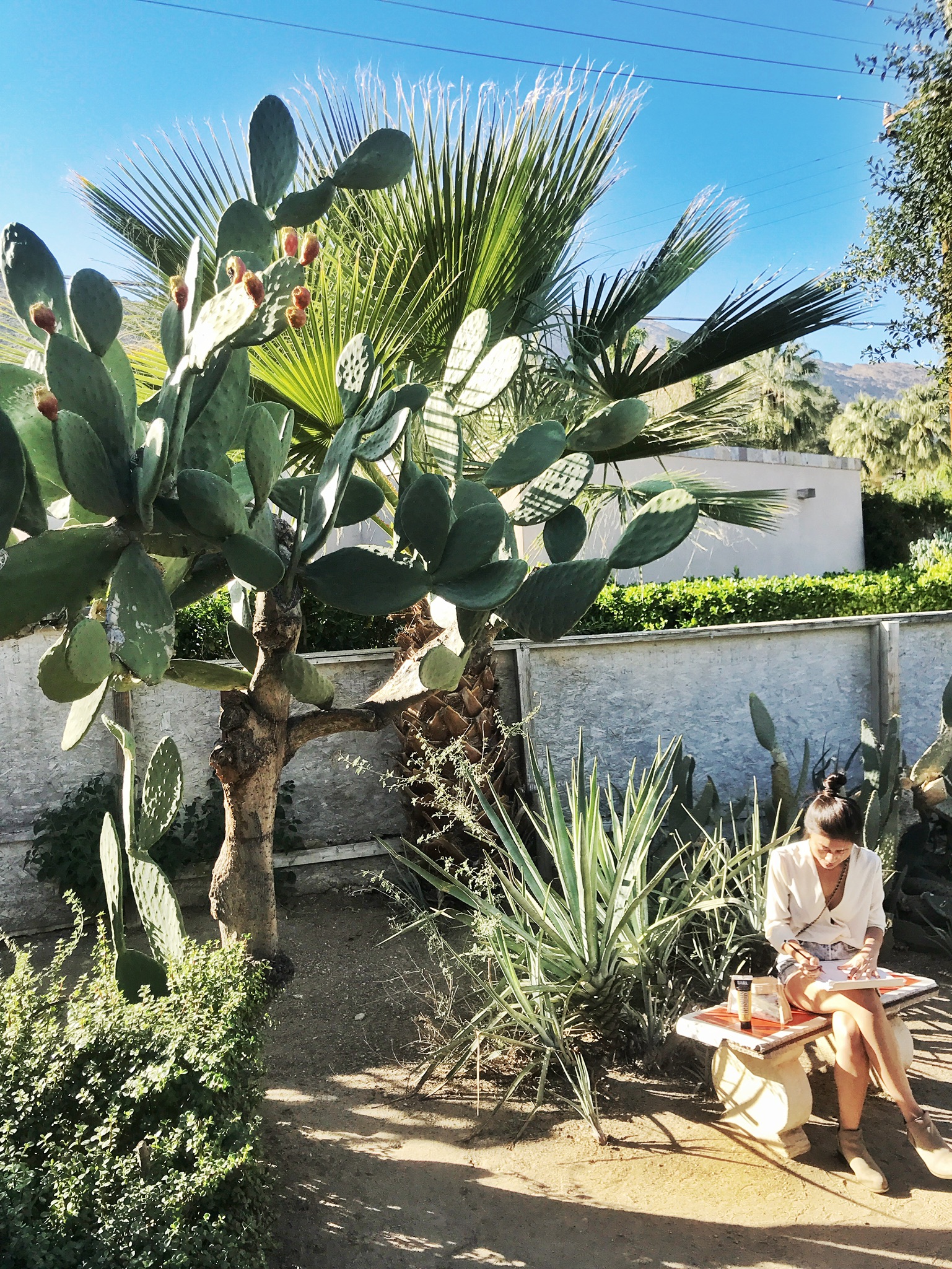 What To Do in Palm Springs Moorten Botanical Garden