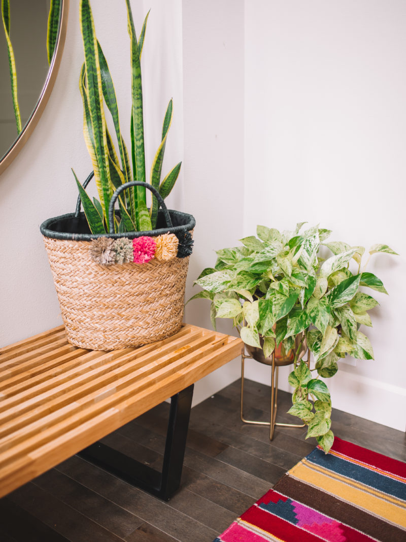 indoor plants that clean the air and remove toxins Green Philodendron