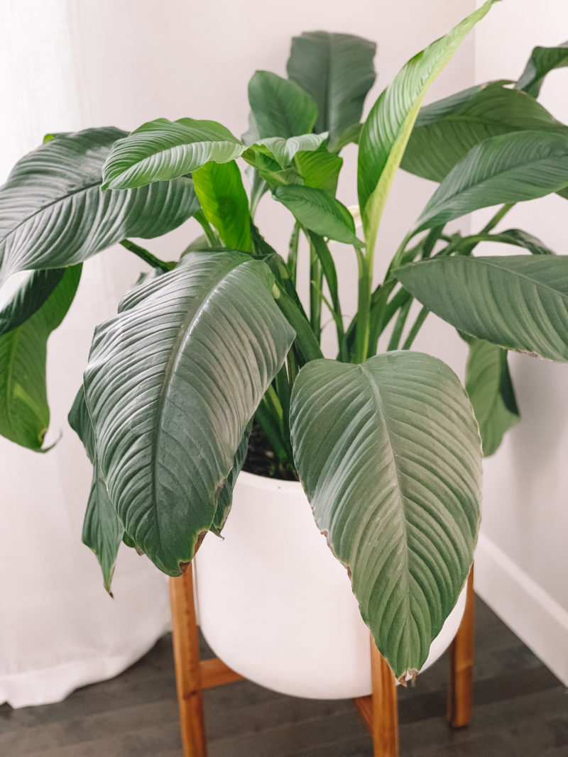 indoor plants that clean the air and remove toxins - Gypsy Tan - Peace Lily