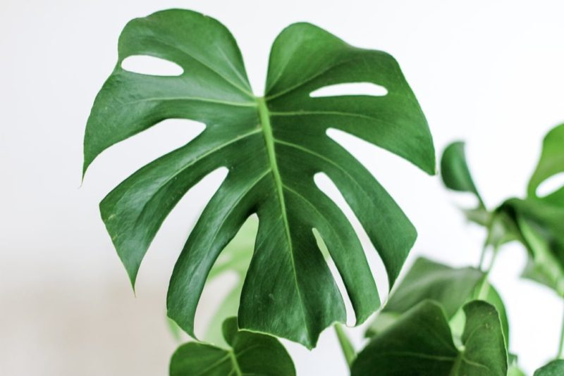 Monstera Care Houseplants Tips and Tricks