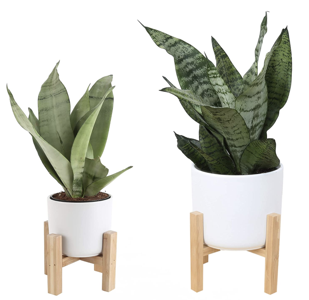 Snake Plant, Sansevieria, with 6.5-Inch Wide Mid-Century Modern Planter and Plant Stand Set