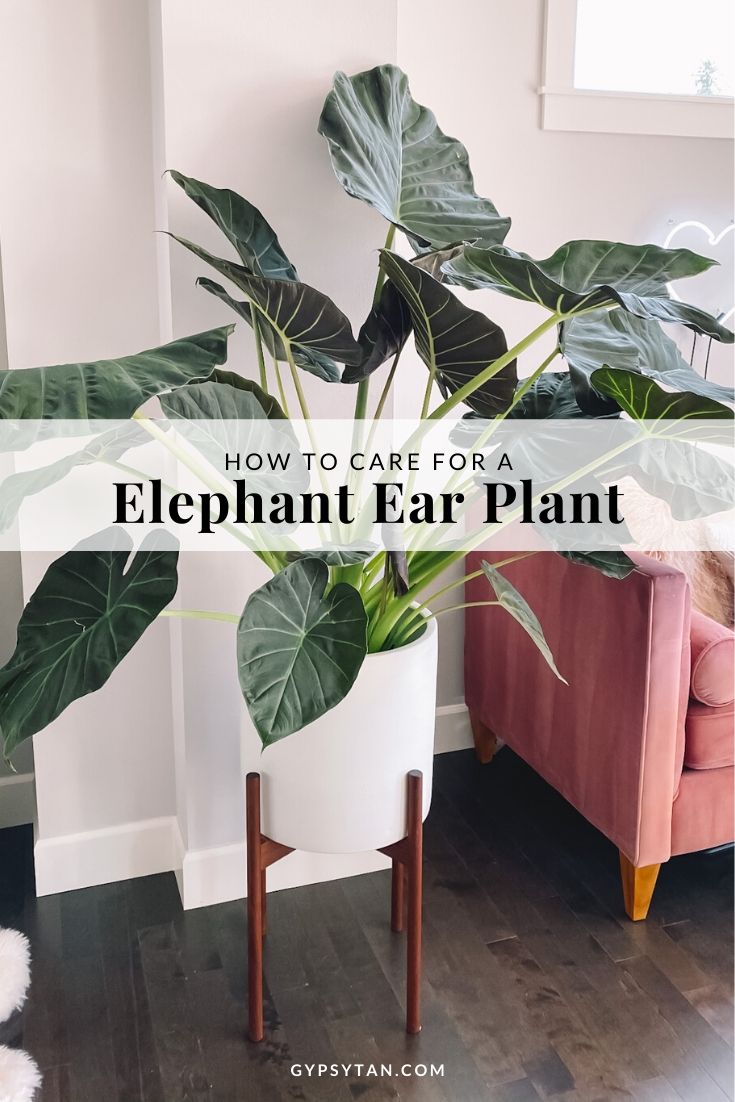 Elephant Ear Plant Care